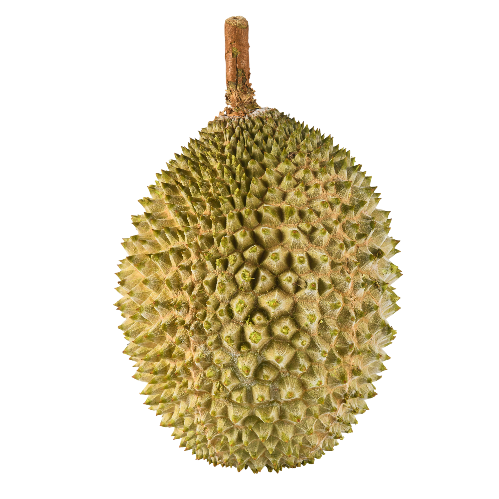 Bountree 馬來西亞榴槤 貓山王