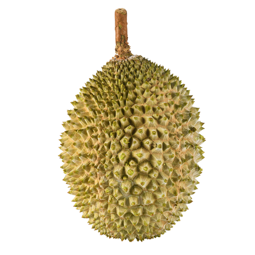 Bountree 馬來西亞榴槤 貓山王