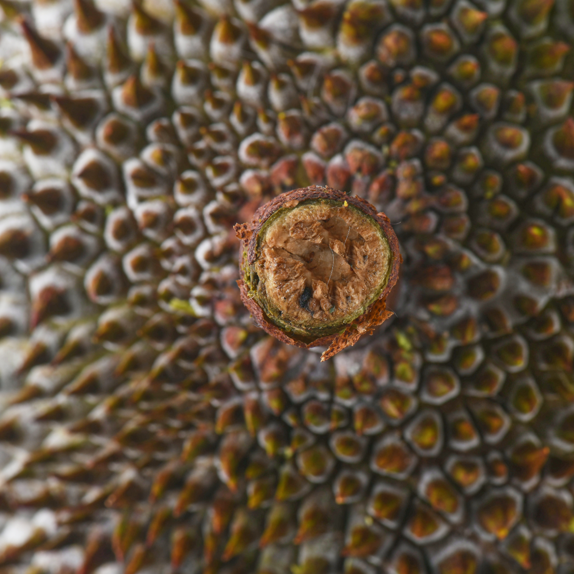 Bountree 馬來西亞榴槤 黑刺