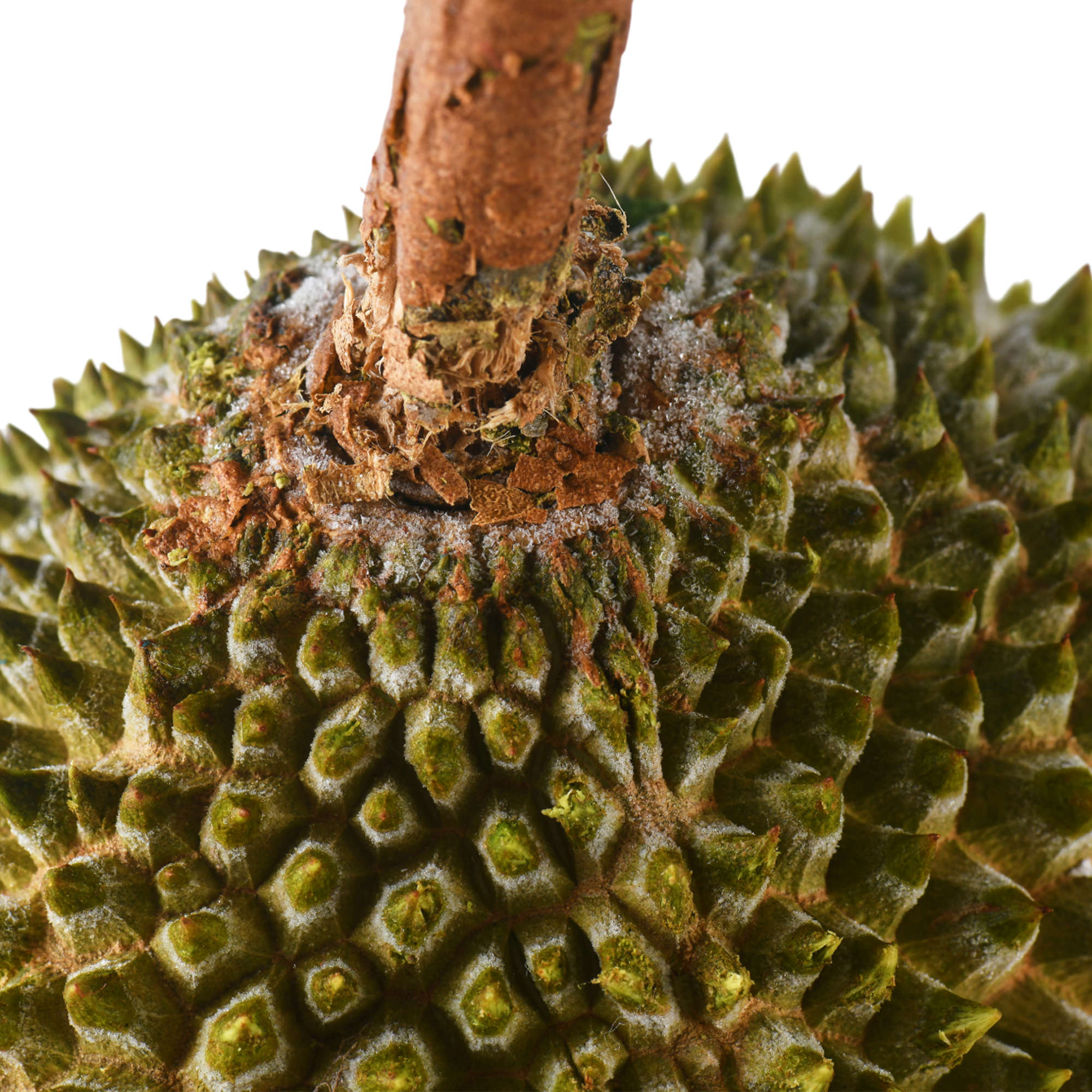 Bountree 馬來西亞榴槤 貓山王