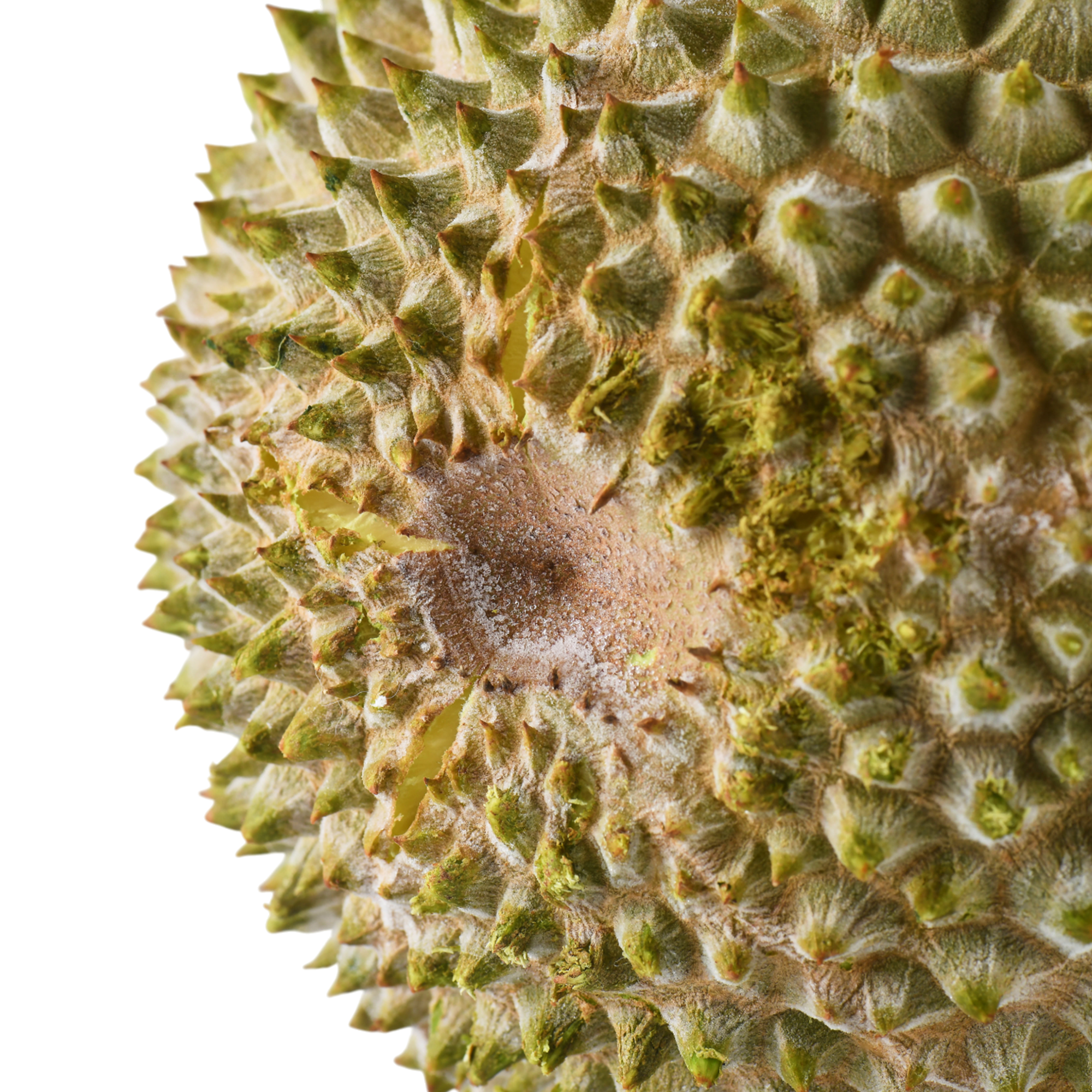 Bountree 馬來西亞榴槤 貓山王