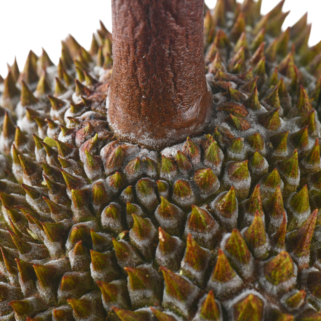 Bountree 馬來西亞榴槤 黑刺