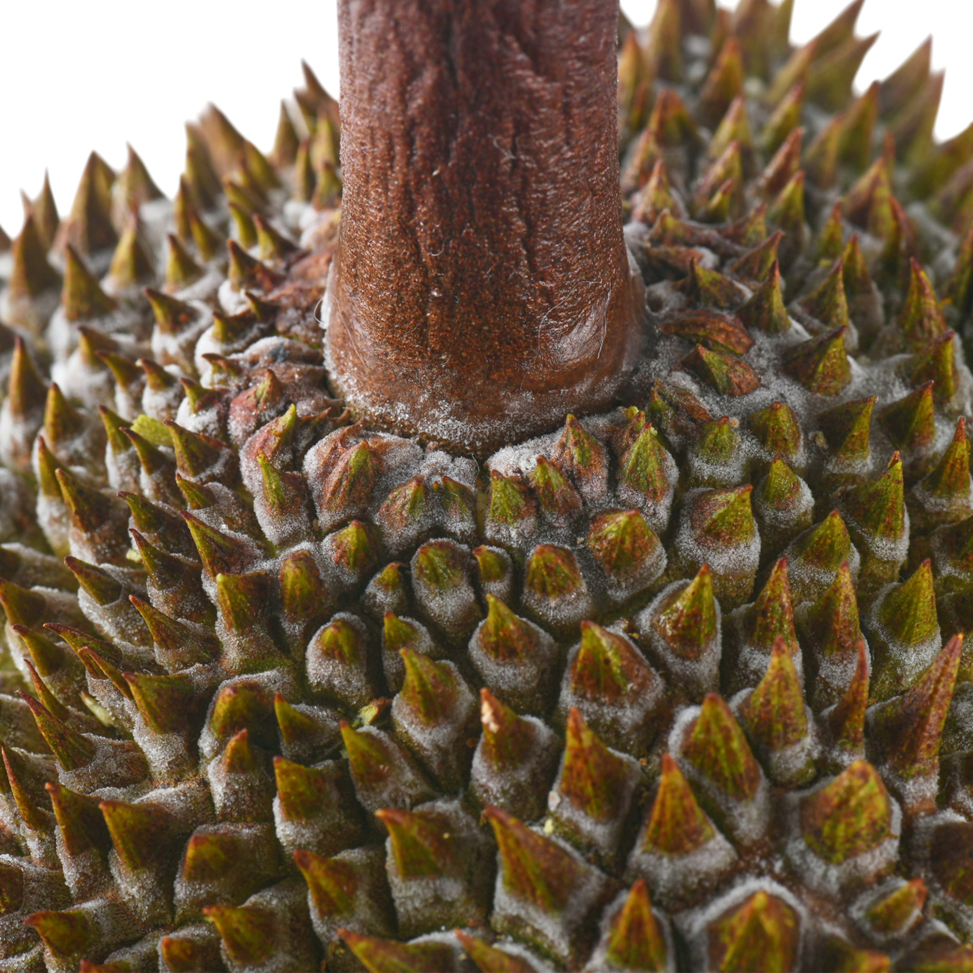 Bountree 馬來西亞榴槤 黑刺