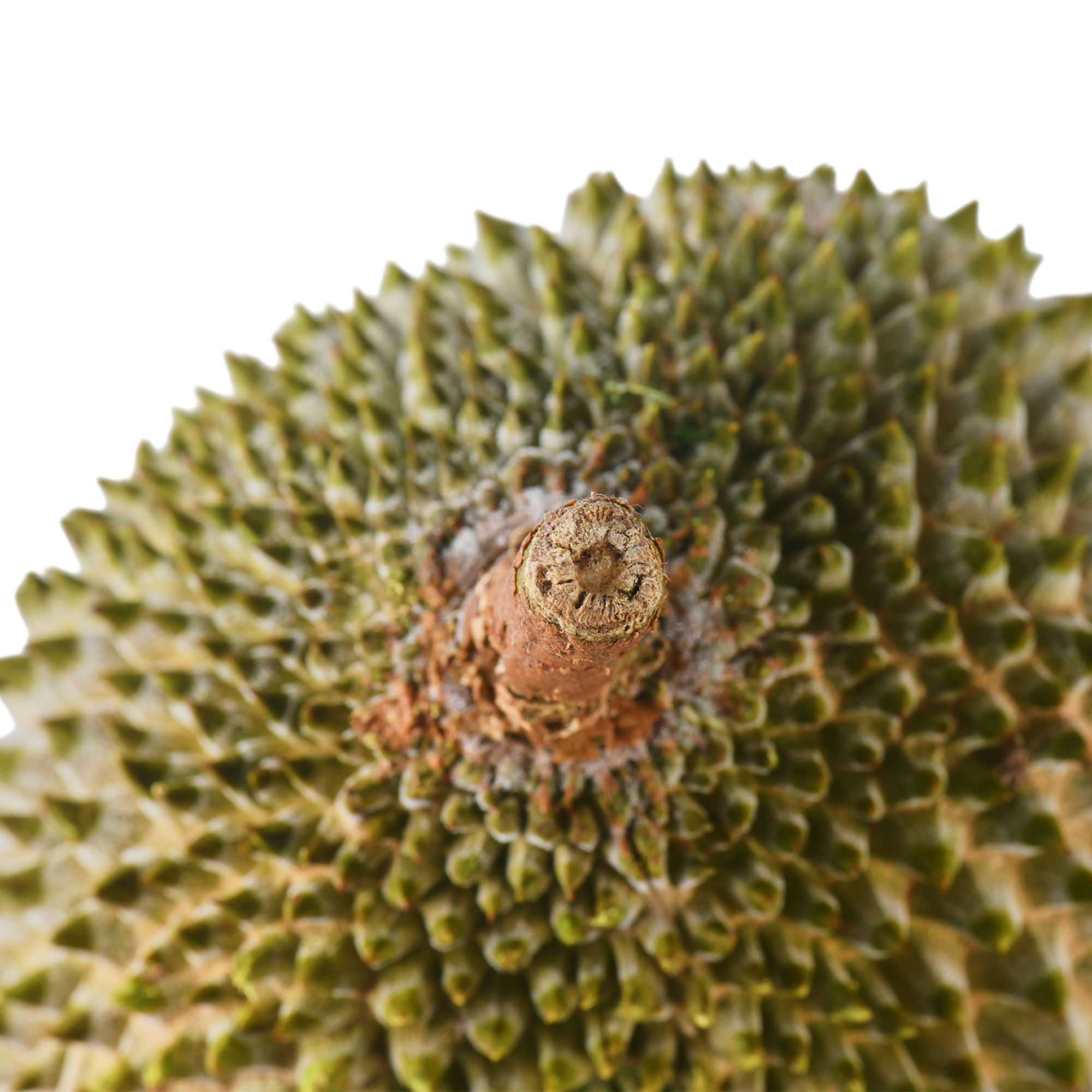 Bountree 馬來西亞榴槤 貓山王