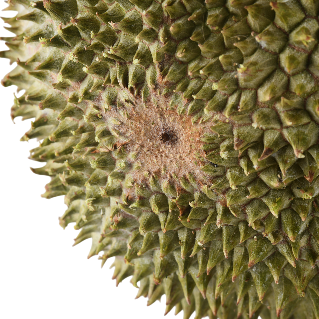 Bountree 馬來西亞榴槤 黑刺