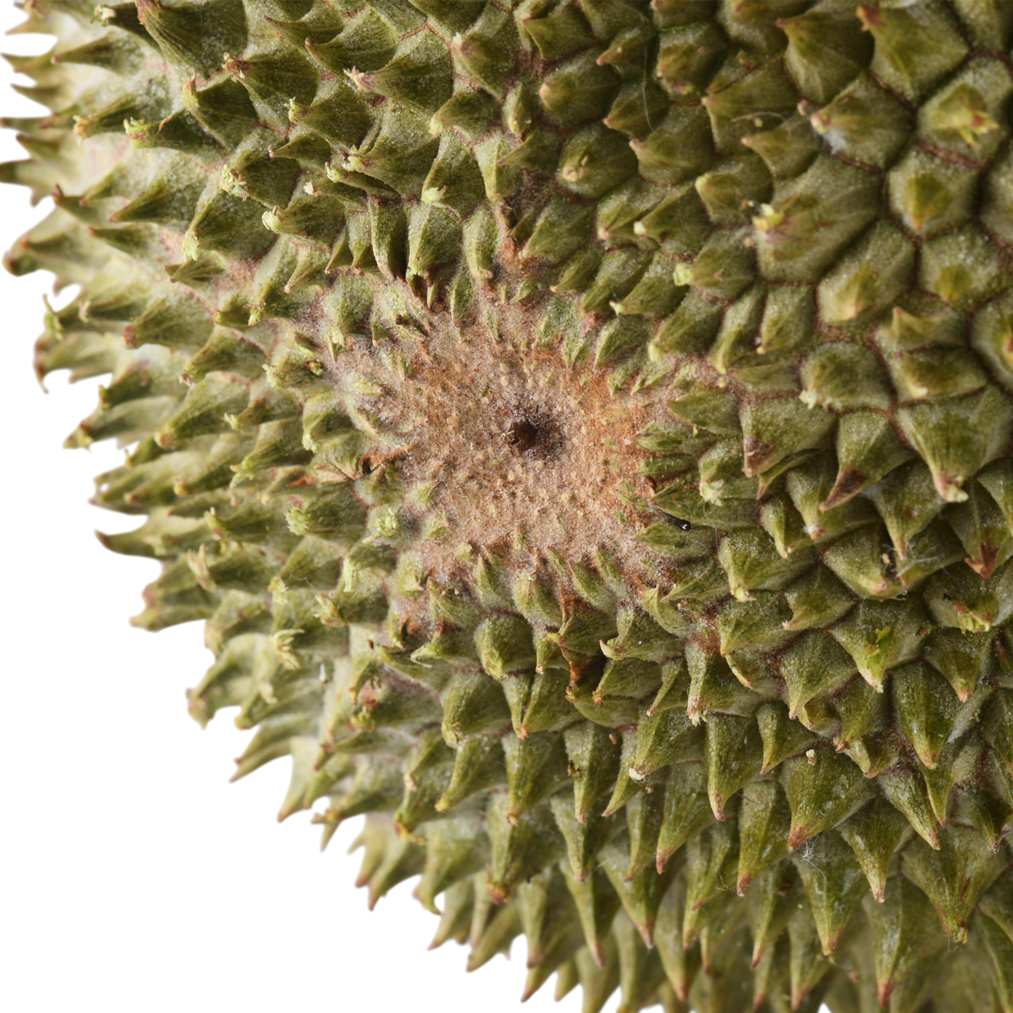 Bountree 馬來西亞榴槤 黑刺