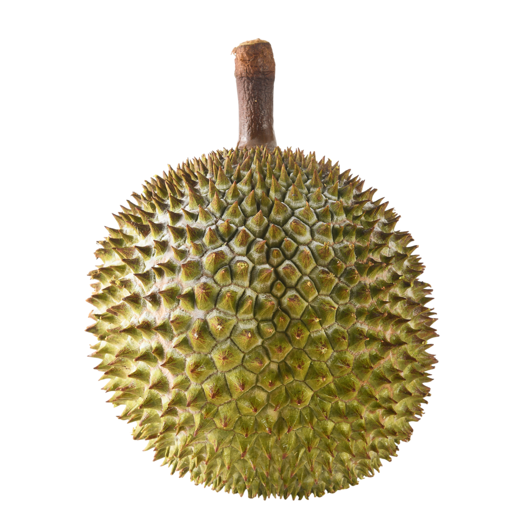 Bountree 馬來西亞榴槤 黑刺